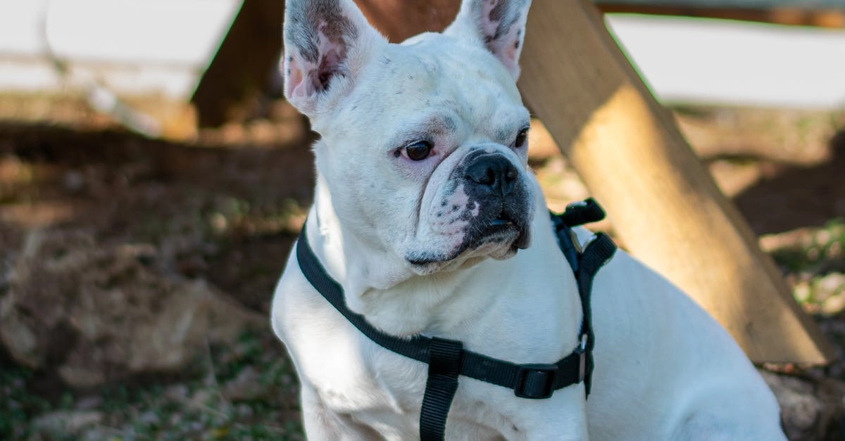 Программы лояльности в онлайн казино без депозита