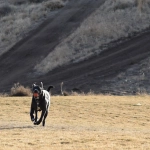 Слот Wild West Gold с символами Дикого Запада для расслабленной игры