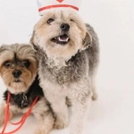 Sweet Bonanza Super Scatter игровой автомат с фруктовой тематикой